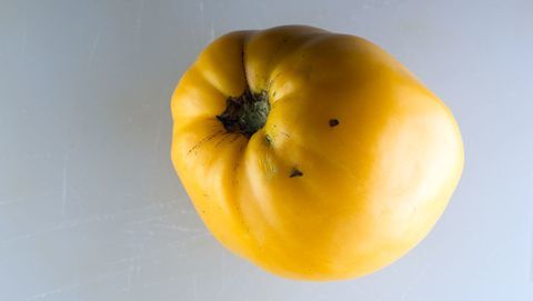 Yellow Oxheart tomat