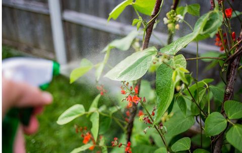 hålla rådjur ur trädgården med illaluktande spray