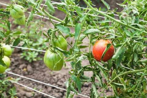 buskar med mogna tomater på rep i trädgården