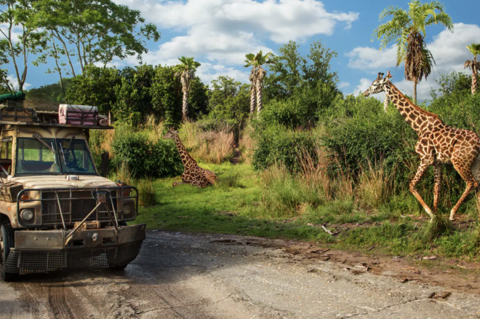 en lastbil som kör bredvid giraffer under kilimanjaro-safarituren i Disneys djurrikes nöjespark