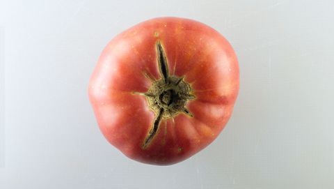 Brandywine tomat